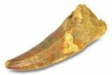 Cretaceous Fossil Crocodylomorph Tooth - Morocco #292216-1